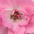 Różowy  - Róże rabatowe polianty - Kempelen Farkas emléke